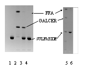 ASA Assay